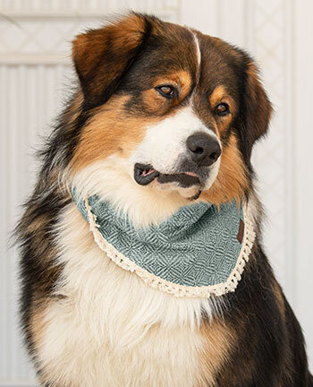 Toilettage pour chien