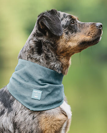 Accessoires pour chien