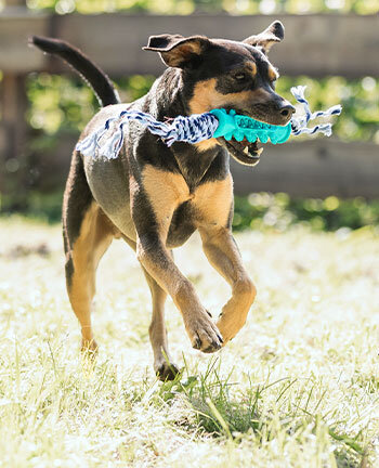 Jouets pour chien