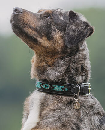 Harnais & colliers pour chien