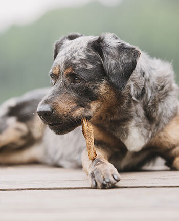 Articles  mcher & friandises pour chien