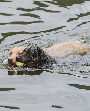 Jouets pour chien