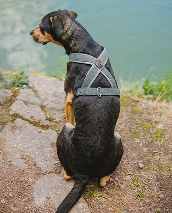 Harnais & colliers pour chien