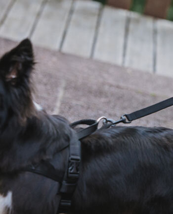 Laisses pour chien
