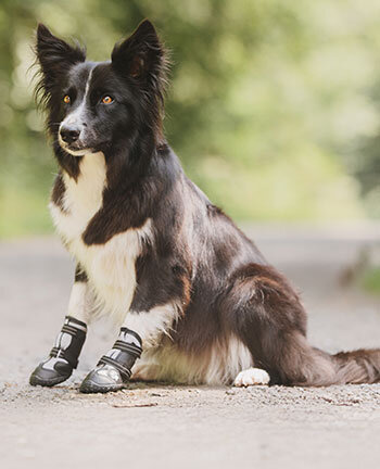 Produits de soin pour chien