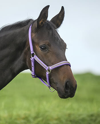 Poneys & Poulains