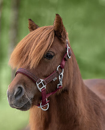 Licols pour poneys & poulains
