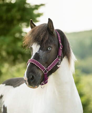 Licols, Bridons, Mors & accessoires