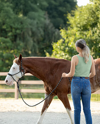 Horsemanship & travail  pied