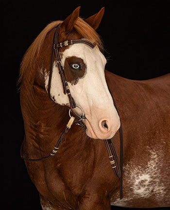 Bridons frontal en V