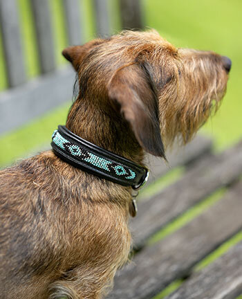 Harnais & colliers pour chien