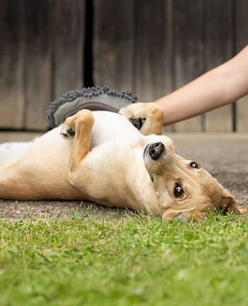 Entretien de la fourrure pour chien