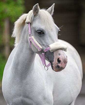 Licols pour poneys & poulains