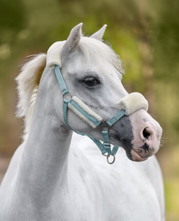 Licols poneys & poulains