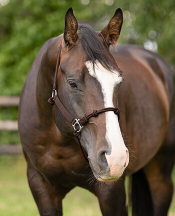 Licols & longes western
