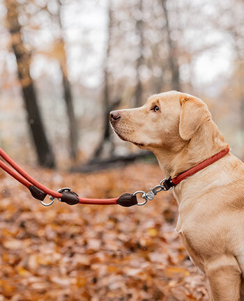 Colliers & laisses pour chien