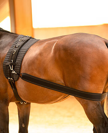 Longes & aide apprentissage