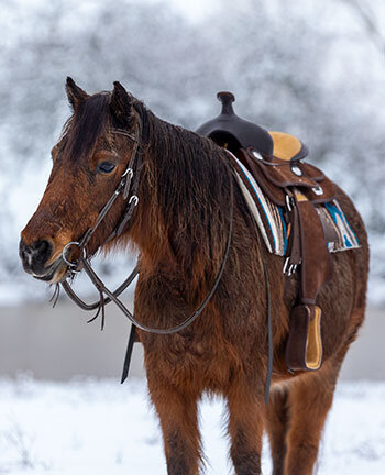 Accessoires pour poneys western