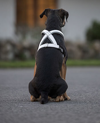 Matriel rflechissant pour chiens
