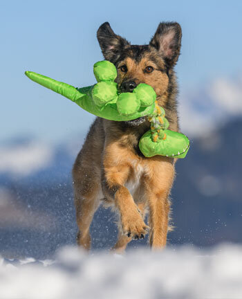 Activit du chien