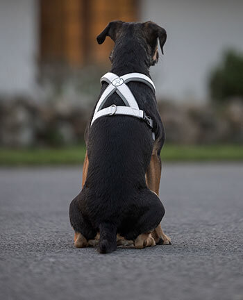 Matriel rflechissant pour chiens
