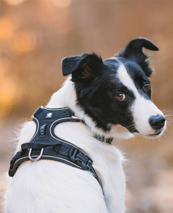 Articles pour chiens