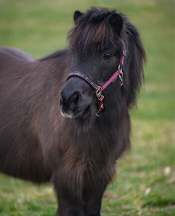 Poneys & Poulains