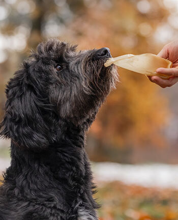 Articles � m�cher & friandises pour chien