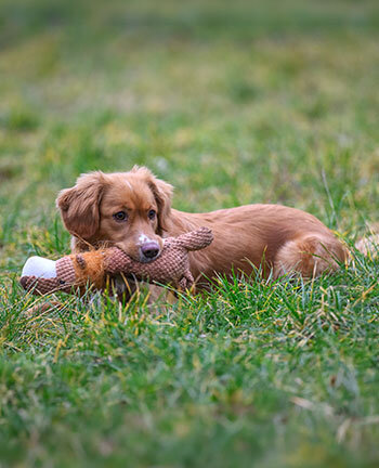 Jouets pour chien