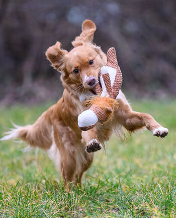 Activit� du chien