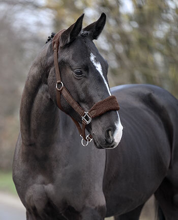 Licols & longes