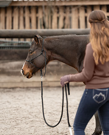 Horsemanship & travail � pied