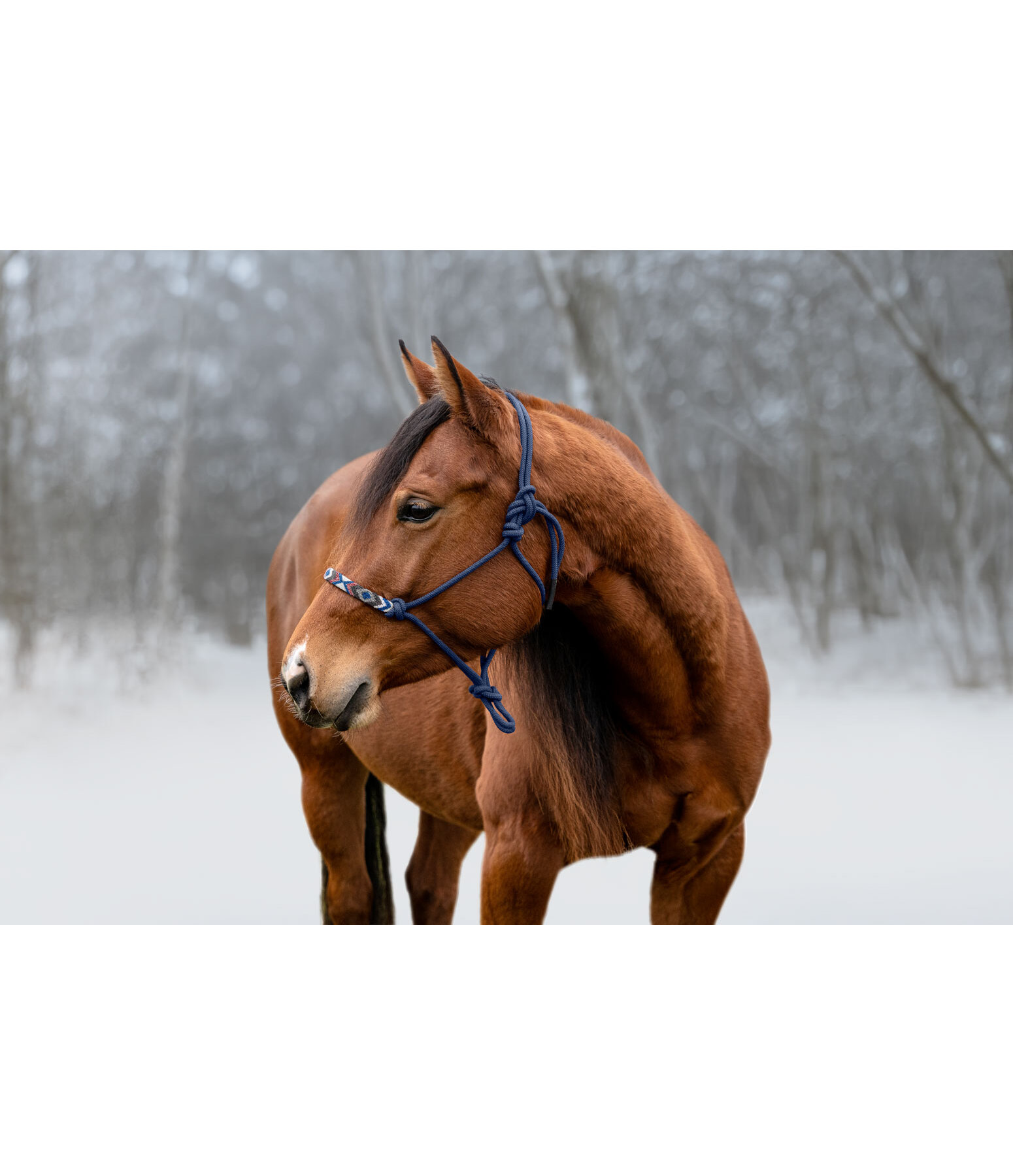 Licol � noeuds  Beaded