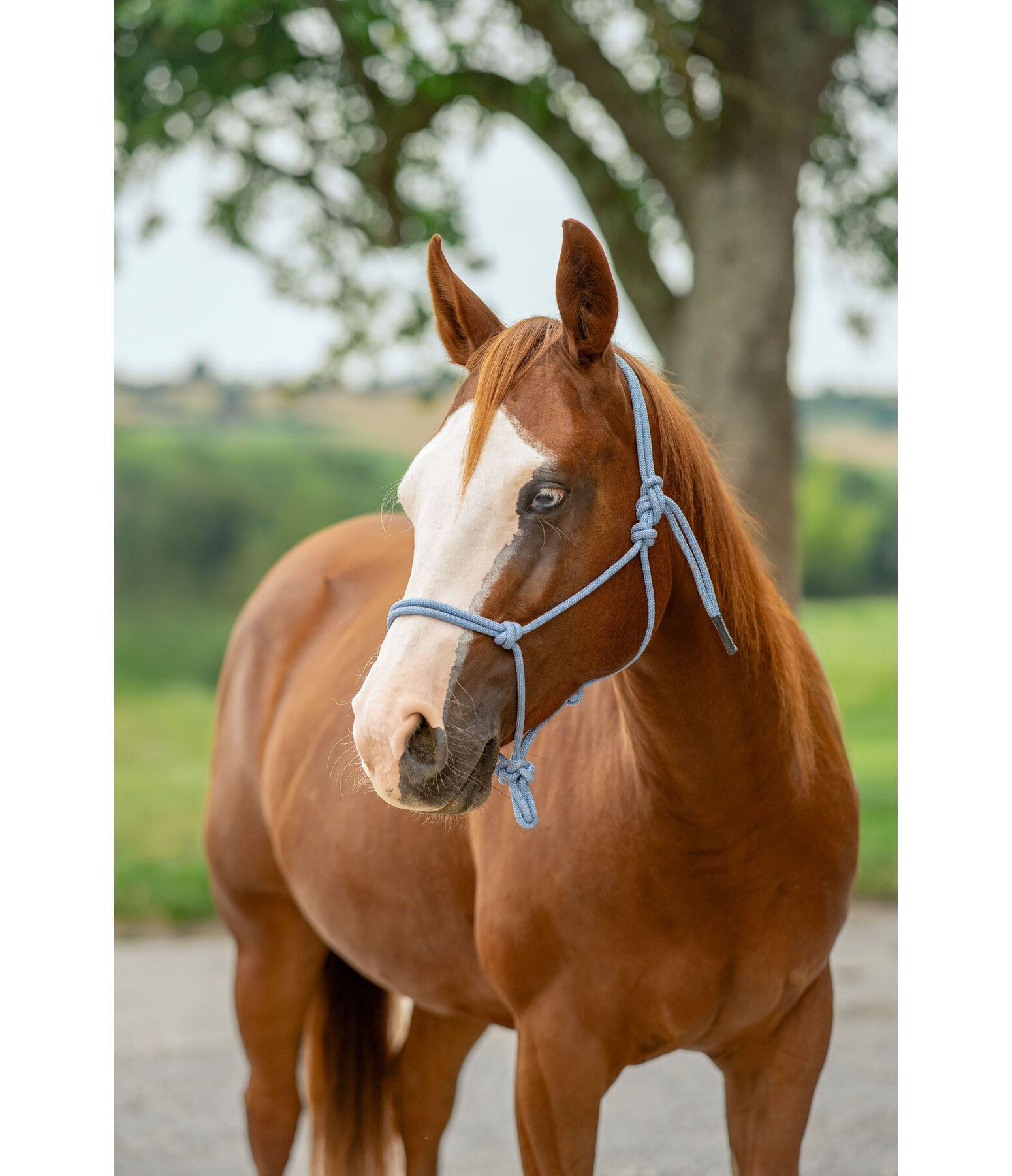 Licol �thologique  Bo