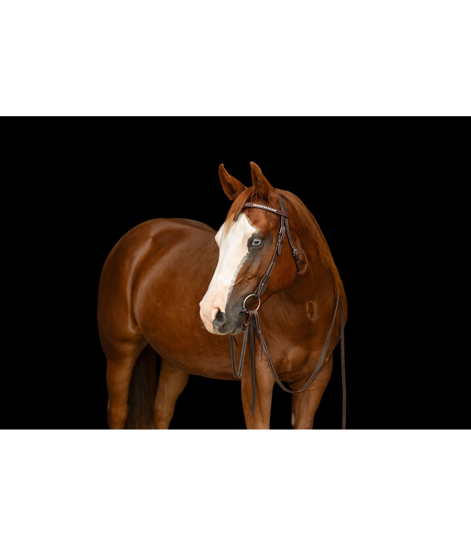 Frontal � strass Mix & Match  Futurity Knot Crystal