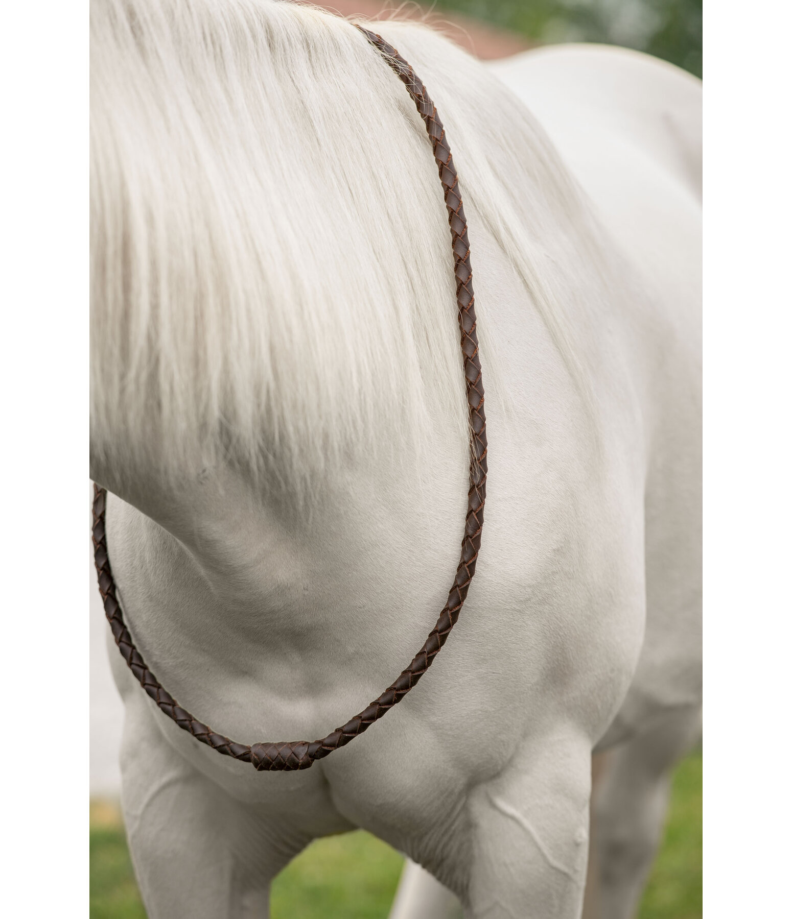 Collier en cuir  Premium