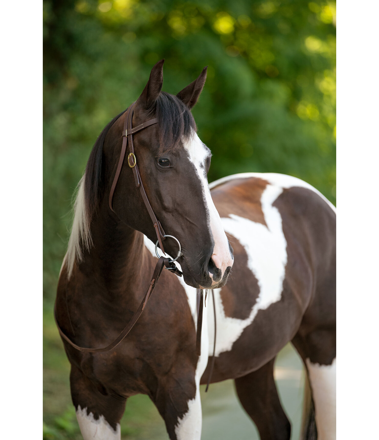 Bridon d'entra�nement en cuir Harness