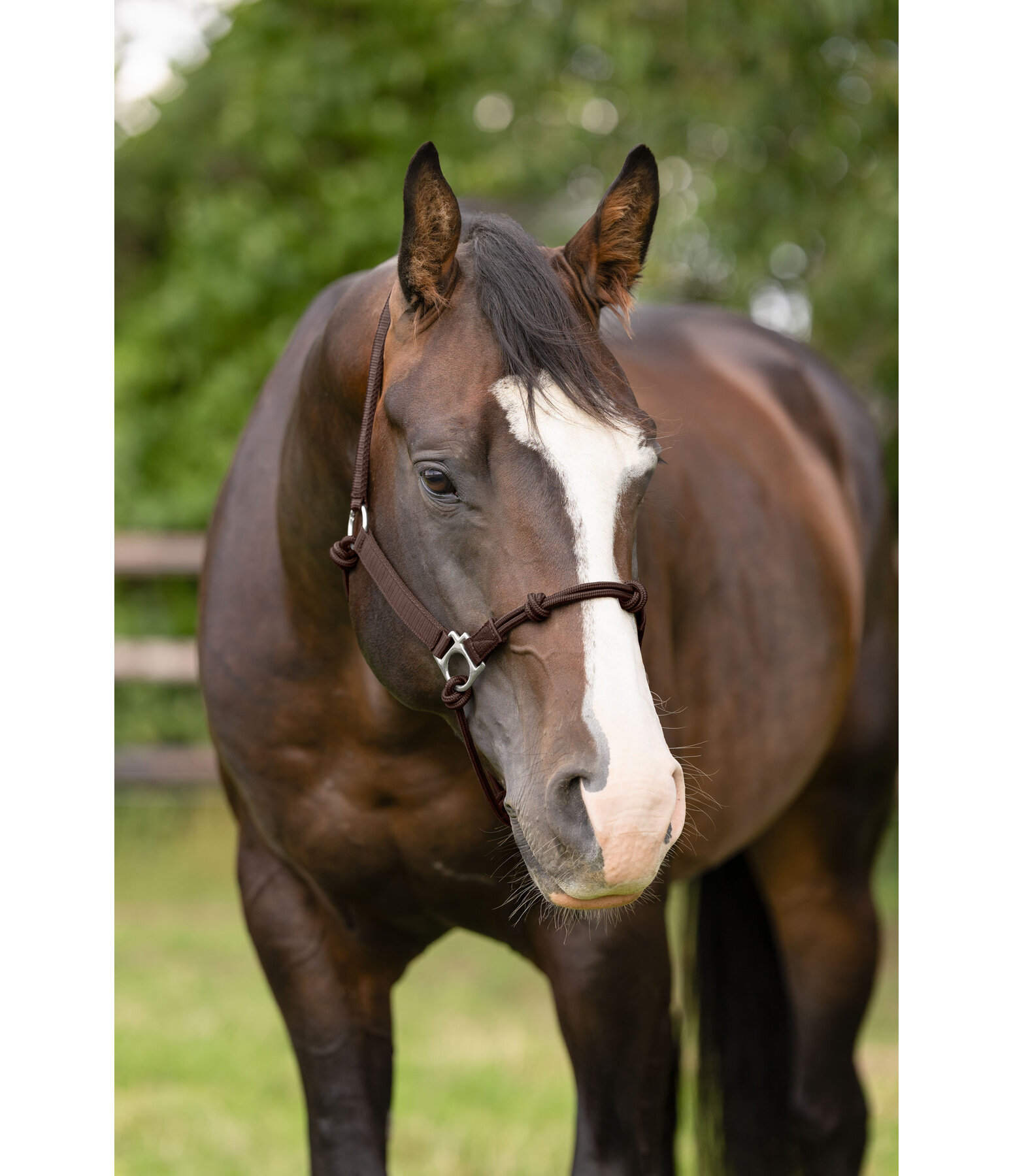 Licol � noeuds  Hybrid