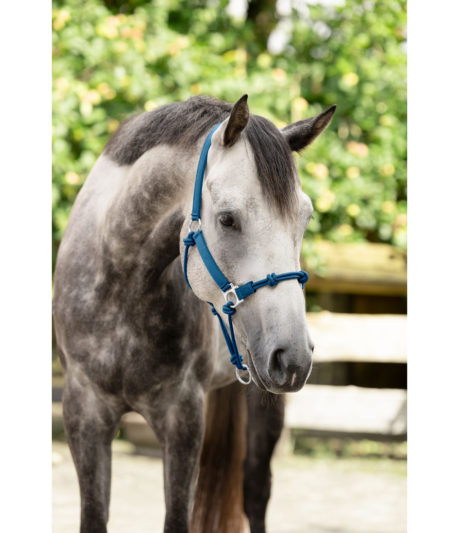 Licol � noeuds  Hybrid