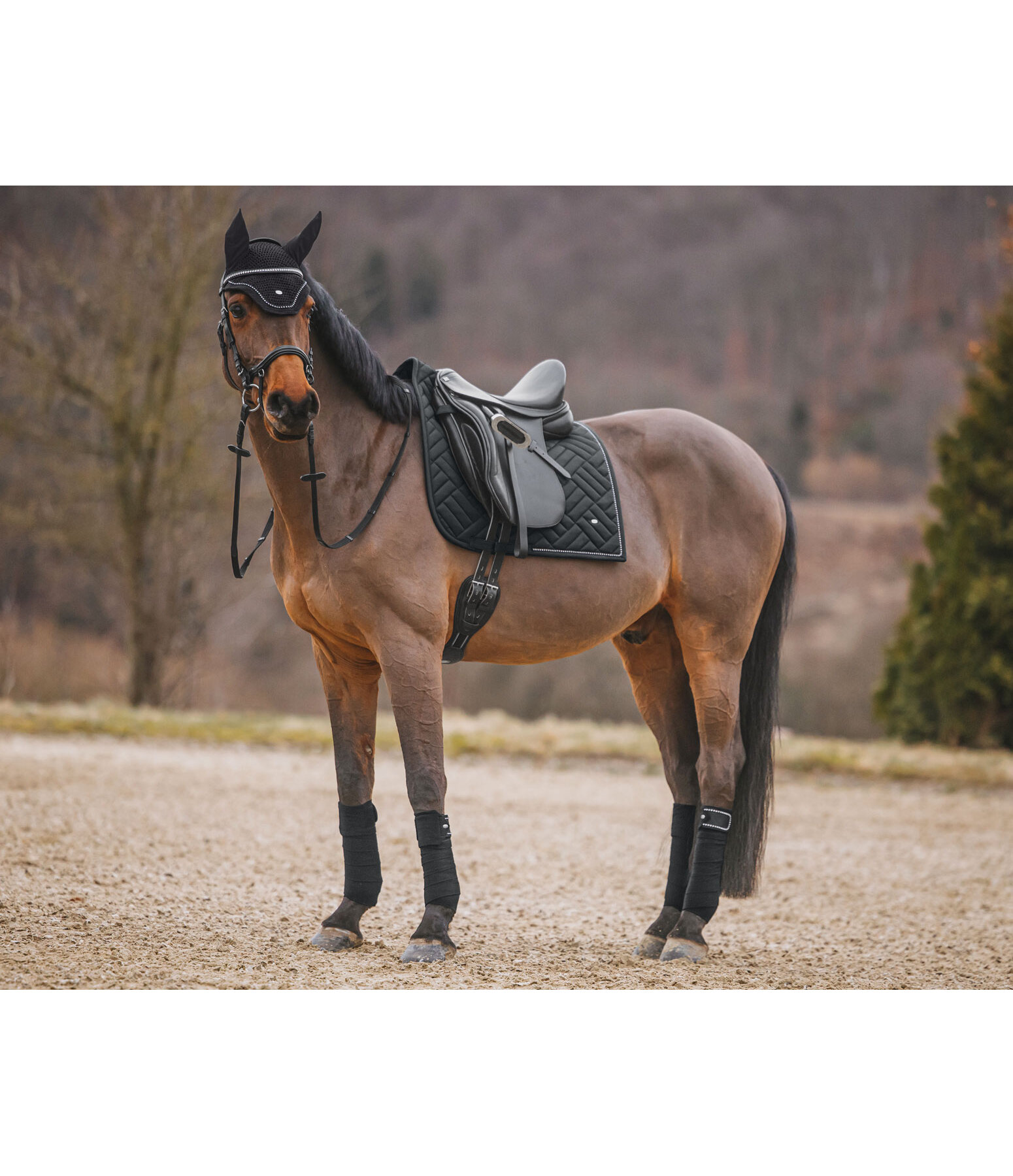 Tapis de selle  Brillant