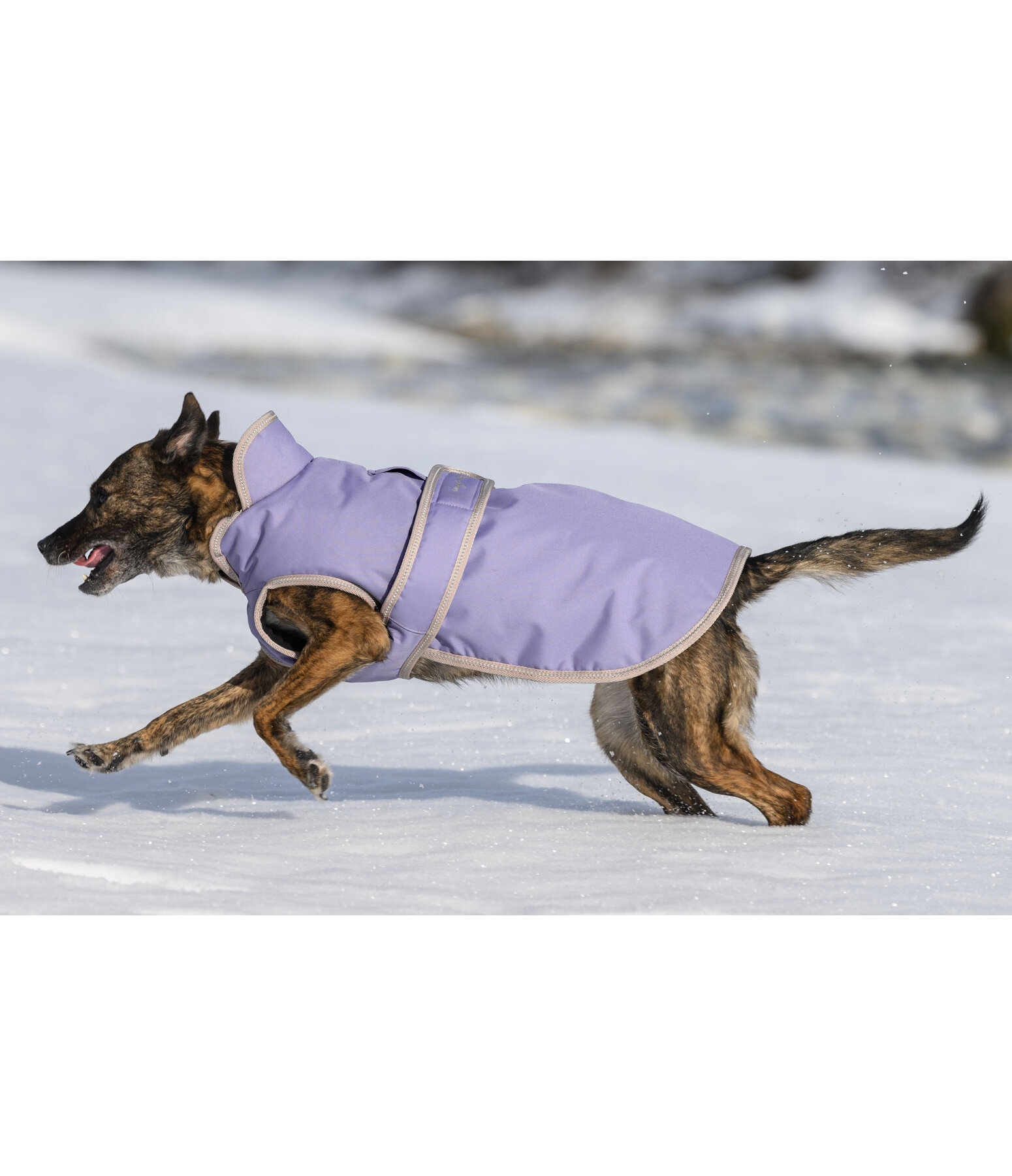 Manteau pour chien avec doublure polaire  Eddie 200 g