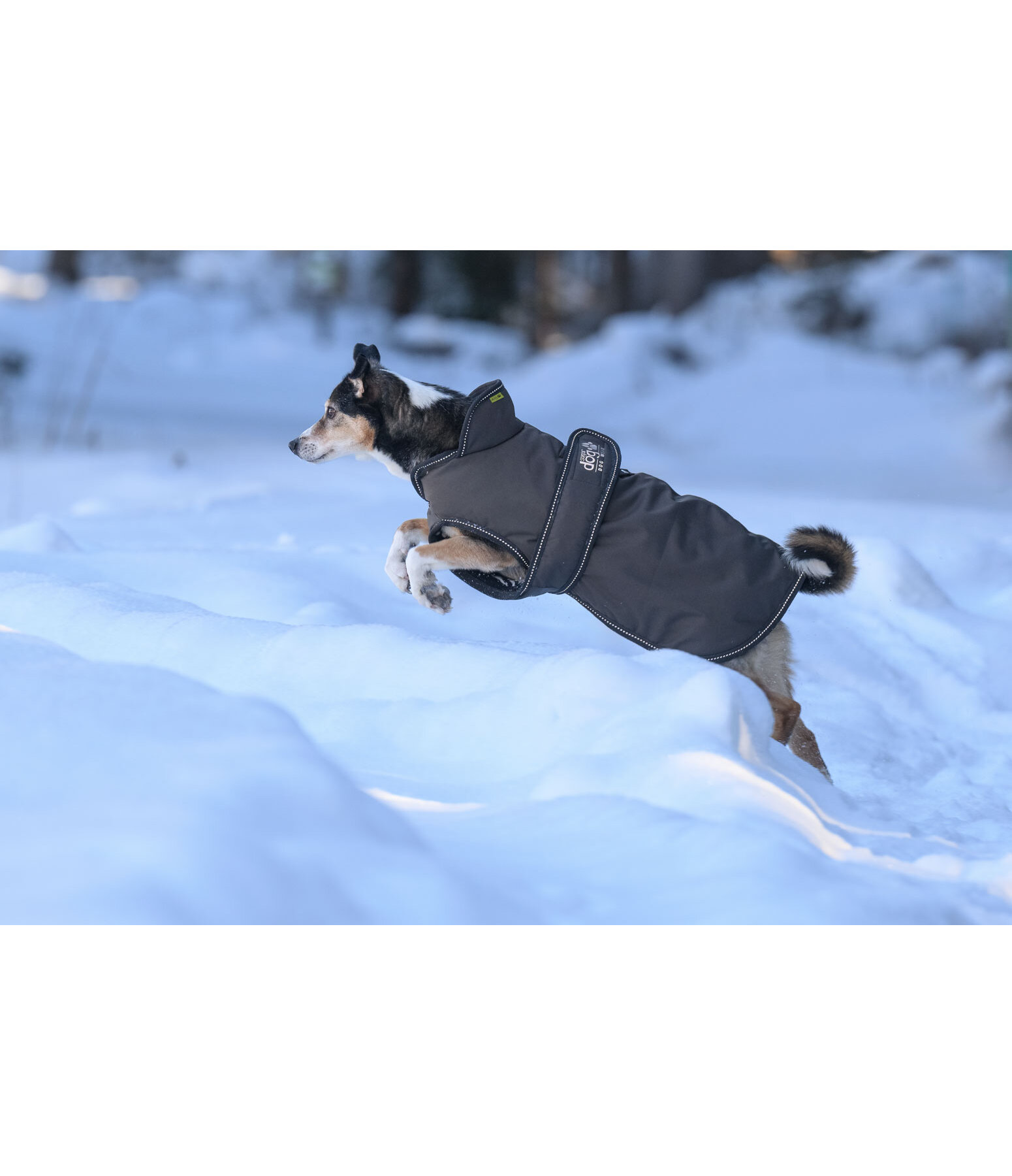 Manteau pour chien avec doublure polaire  Eddie 200 g