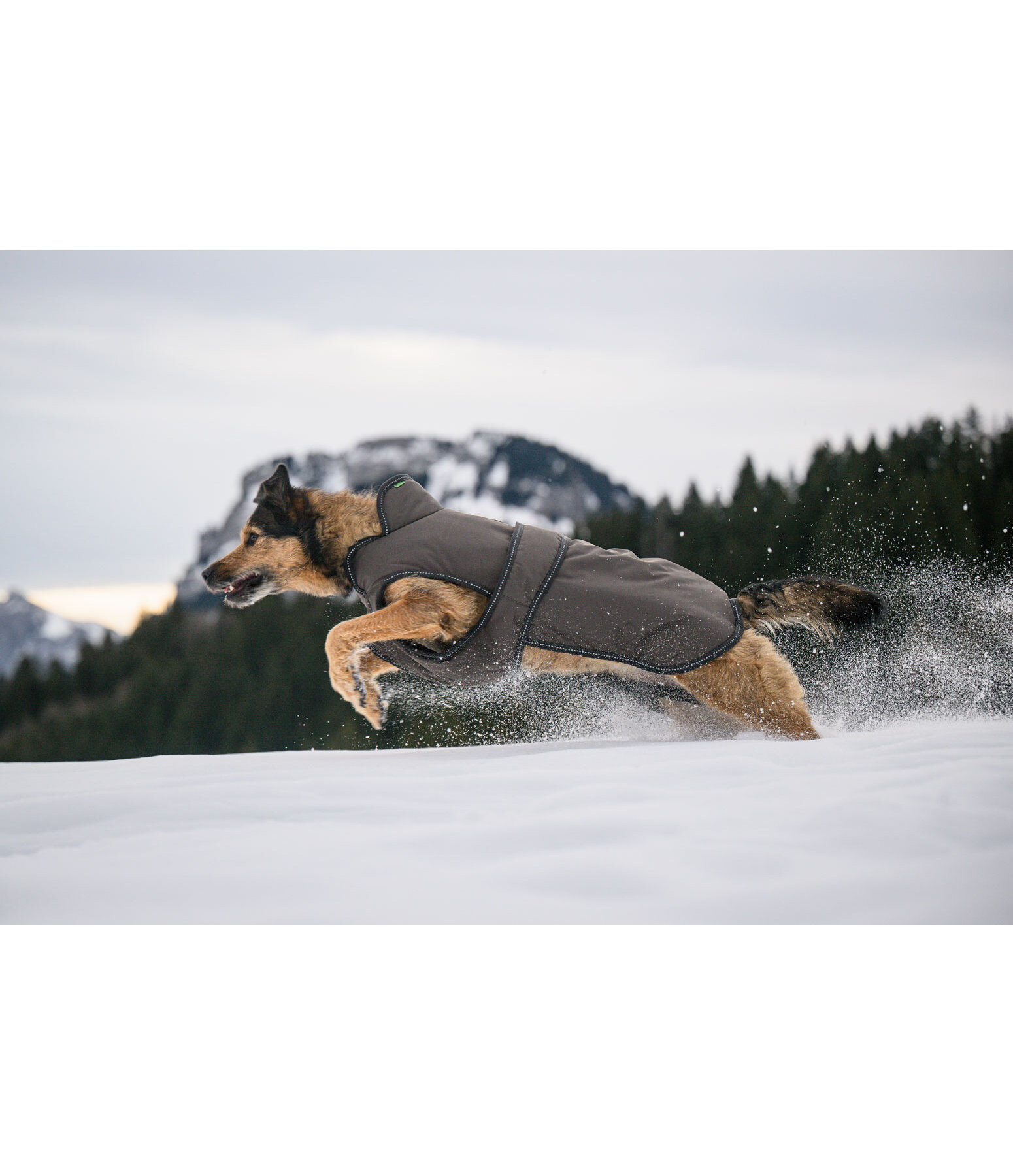 Manteau pour chien avec doublure polaire  Eddie 200 g