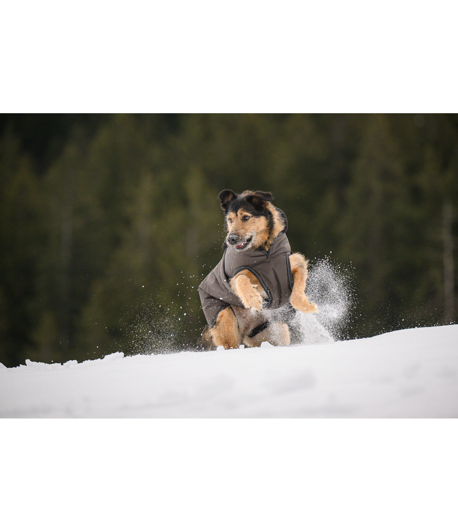 Manteau pour chien avec doublure polaire  Eddie 200 g