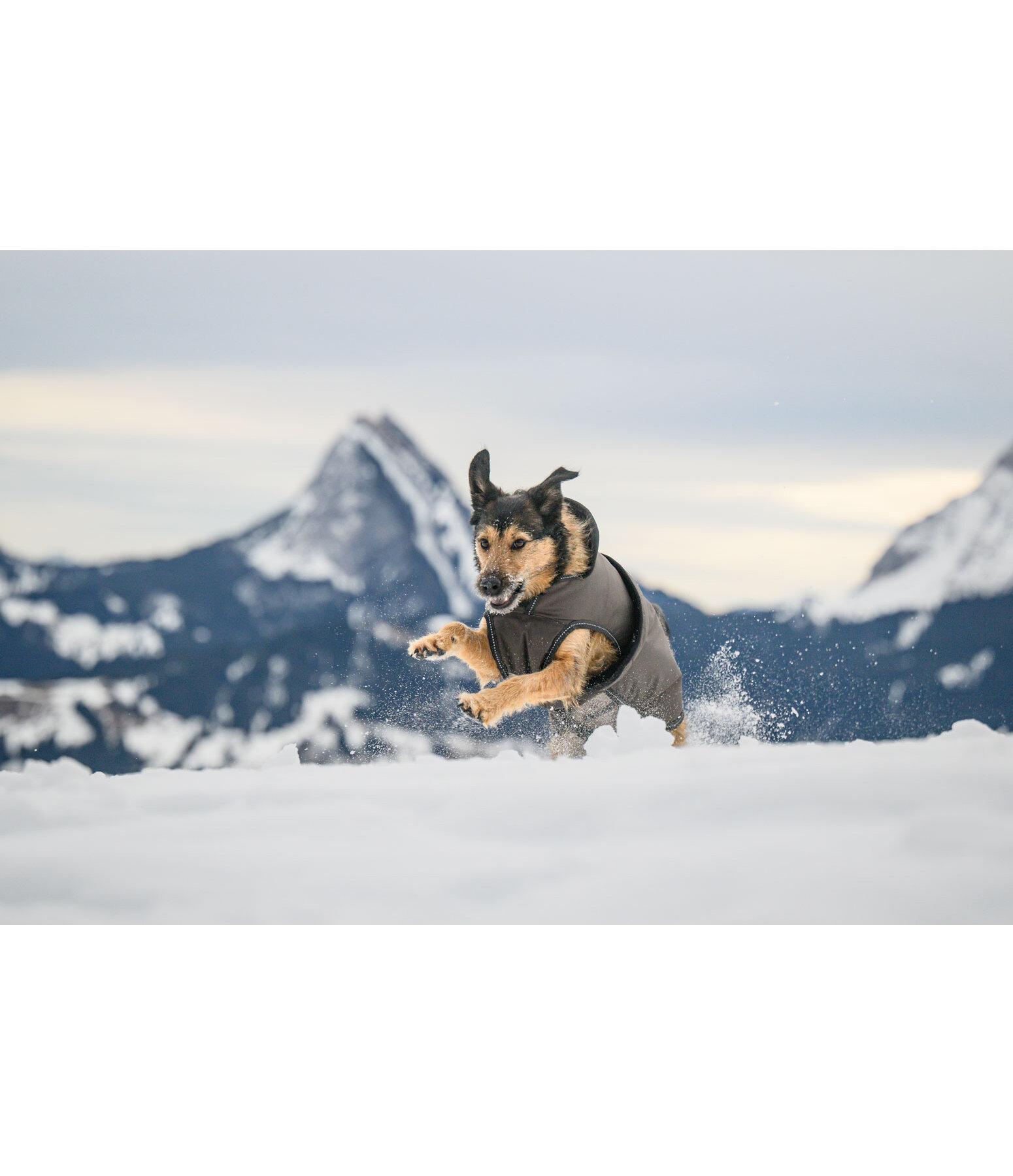 Manteau pour chien avec doublure polaire  Eddie 200 g