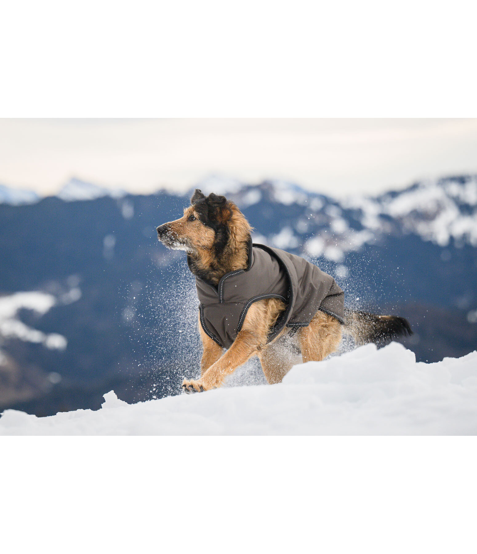Manteau pour chien avec doublure polaire  Eddie 200 g