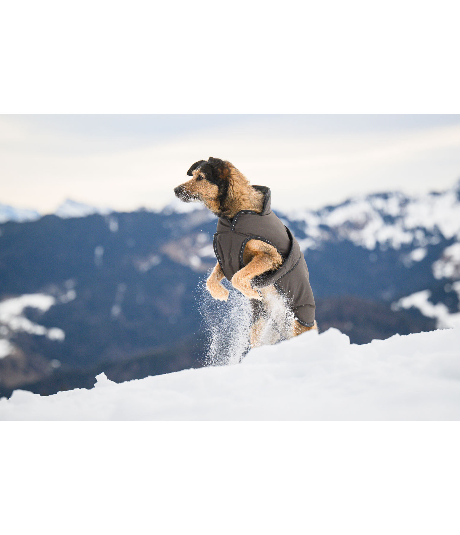 Manteau pour chien avec doublure polaire  Eddie 200 g