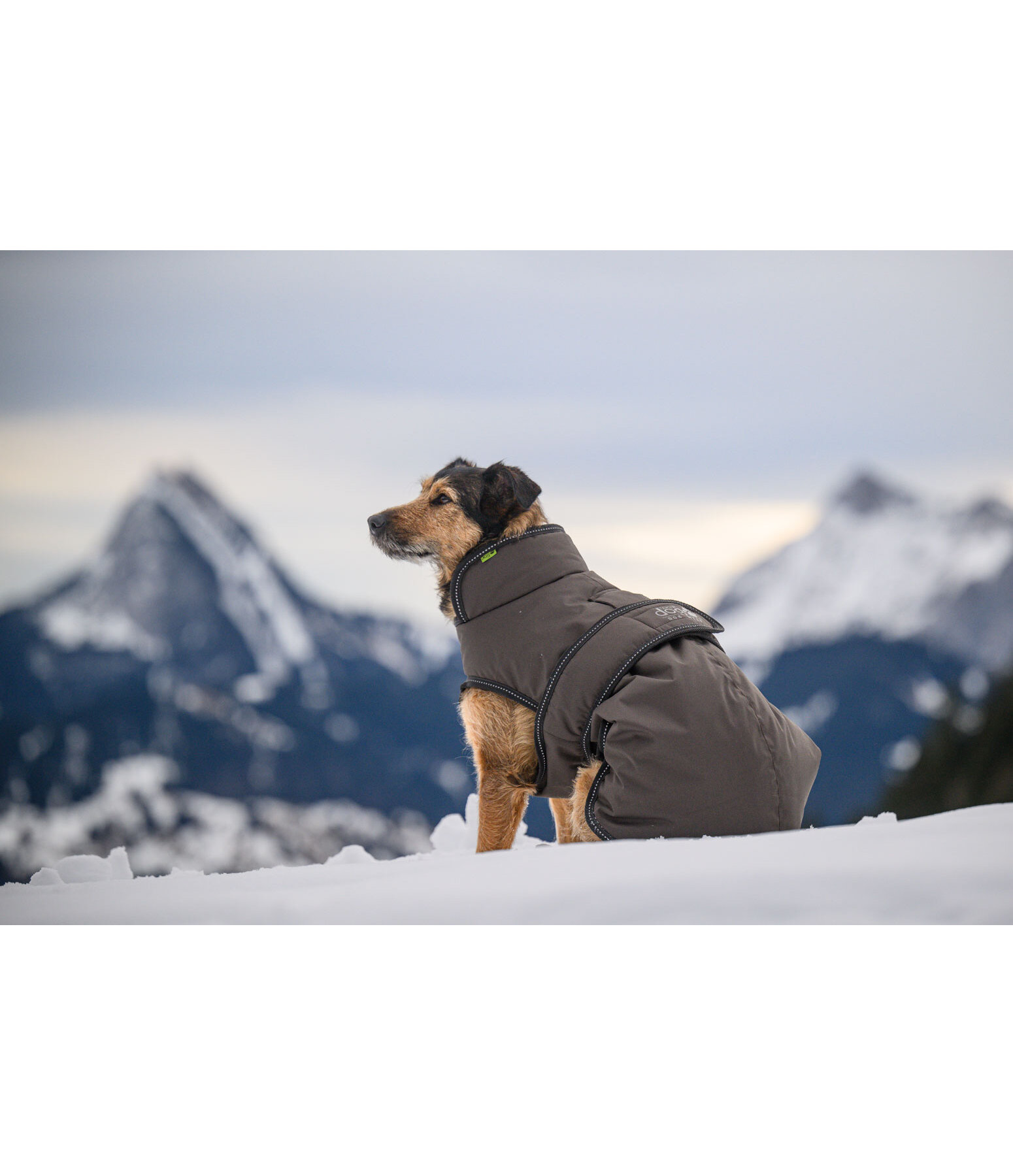 Manteau pour chien avec doublure polaire  Eddie 200 g