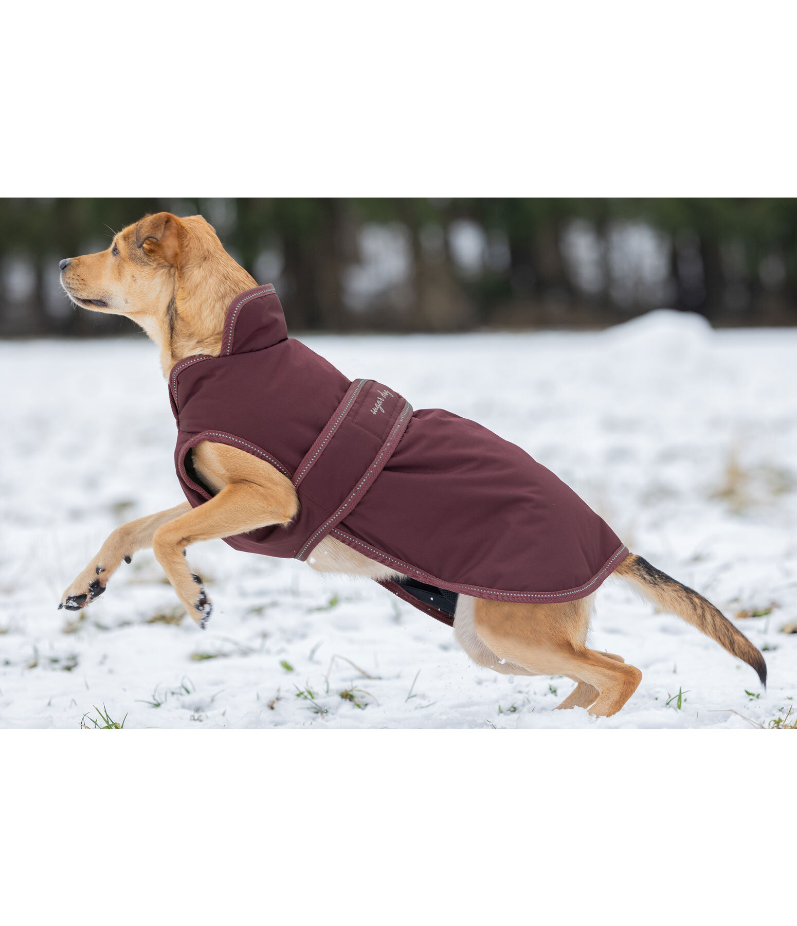 Manteau pour chien avec doublure polaire  Eddie 200 g