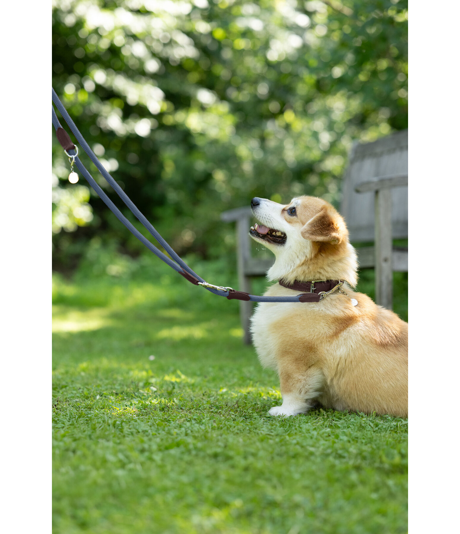Collier pour chien  Rope